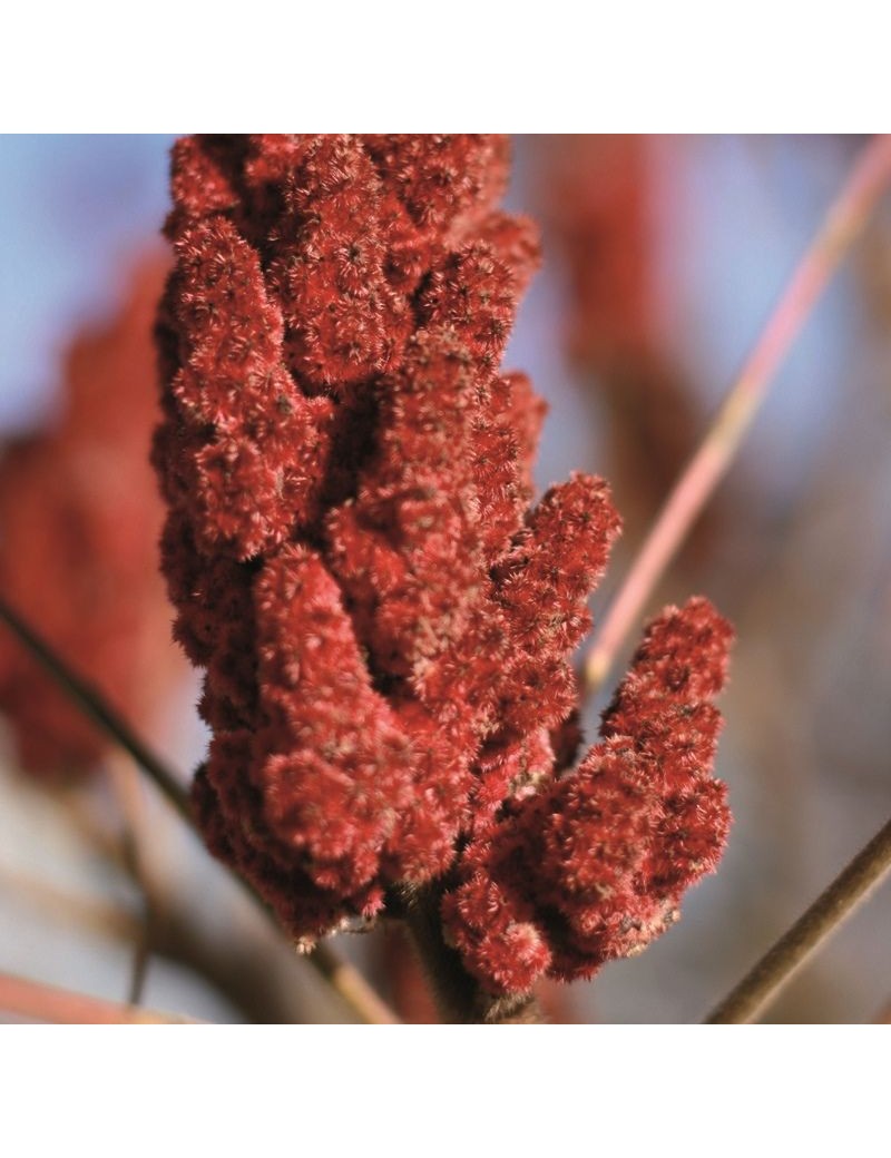 Sumac en poudre 60g Cuisine Parlapapa