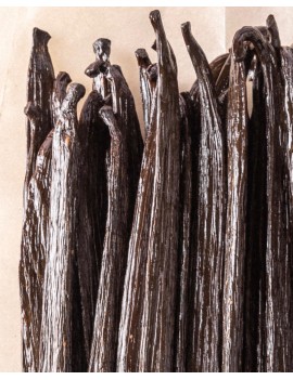 Gousses de vanille Equateur +15 cm Tahitensis AUTHENTIC PRODUCTS