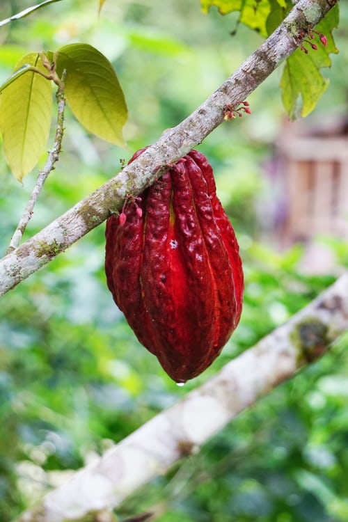 Une cabosse de cacaoyer