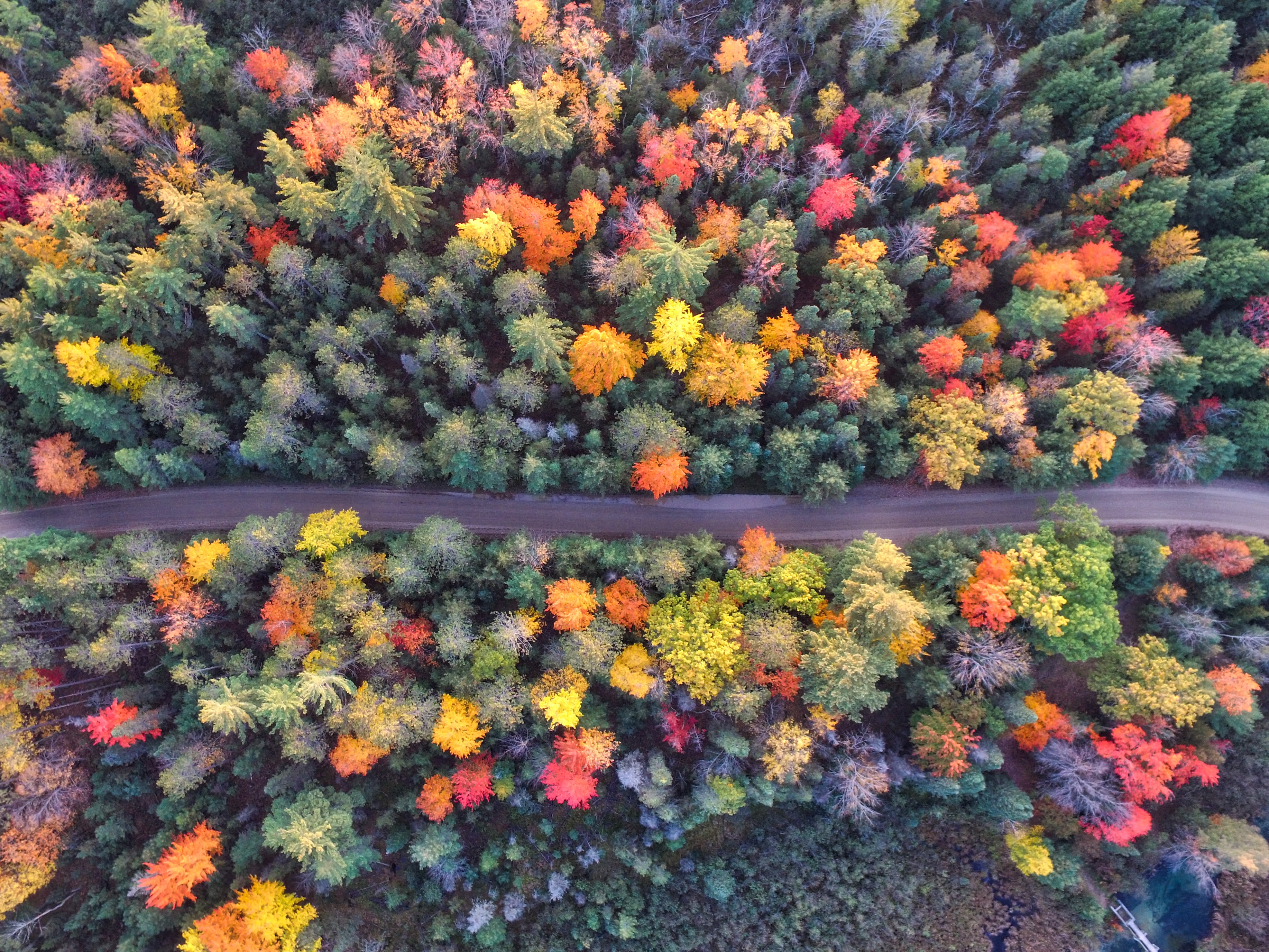 Forêt en automne