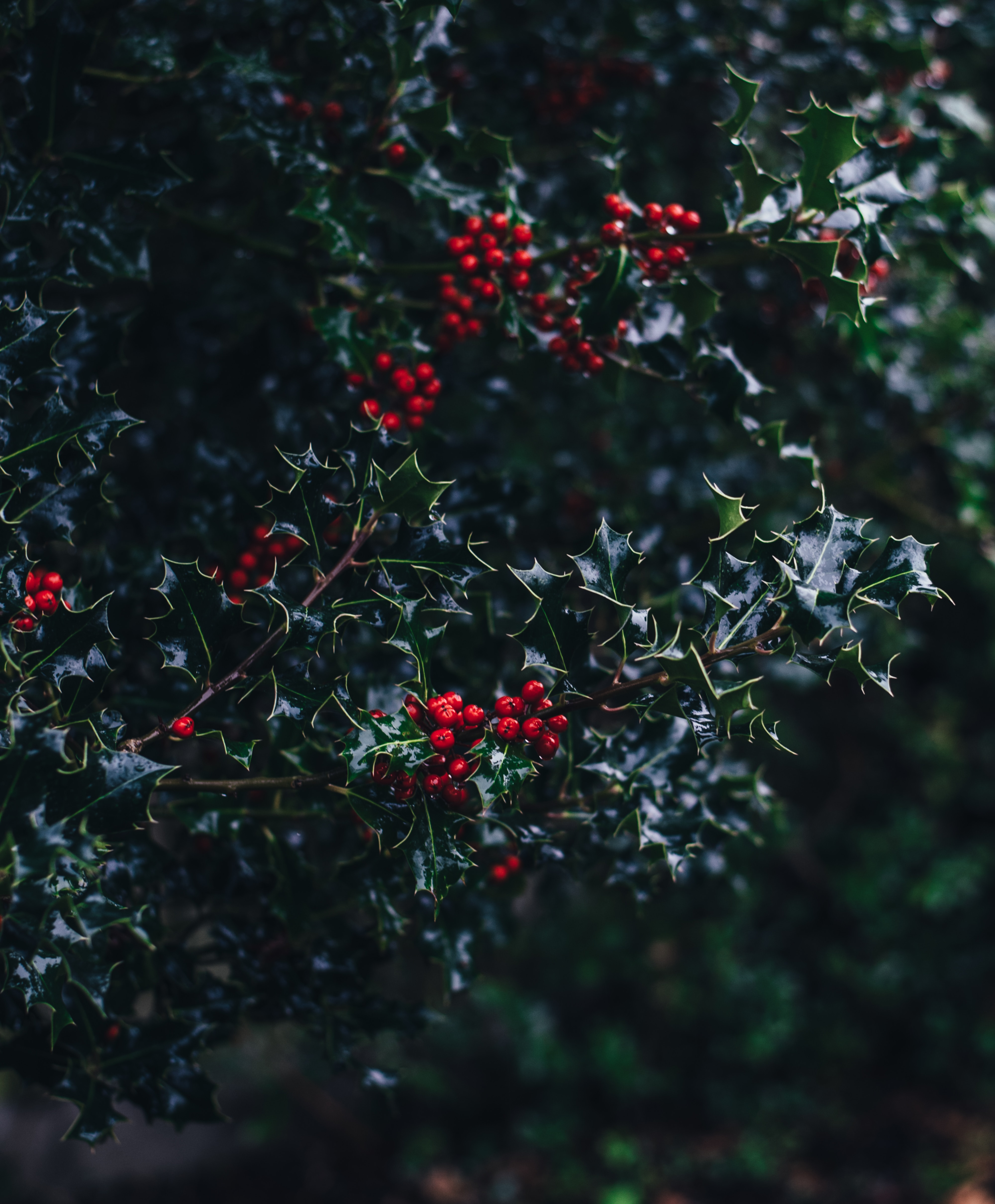 CONSEILS POUR LES DÉCORATIONS DE TABLE DE NOËL - Parlapapa