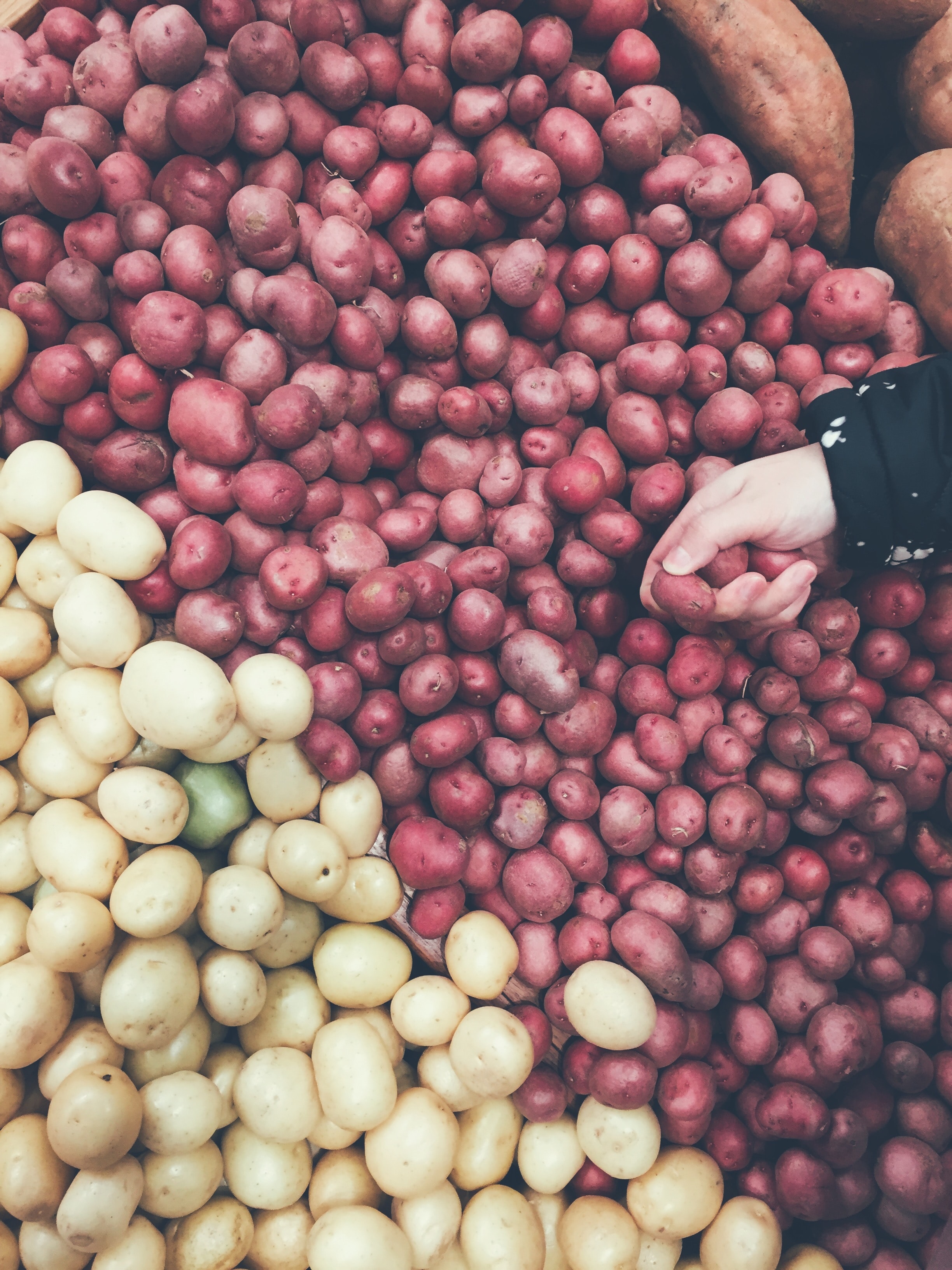 Histoire de la pomme de terre