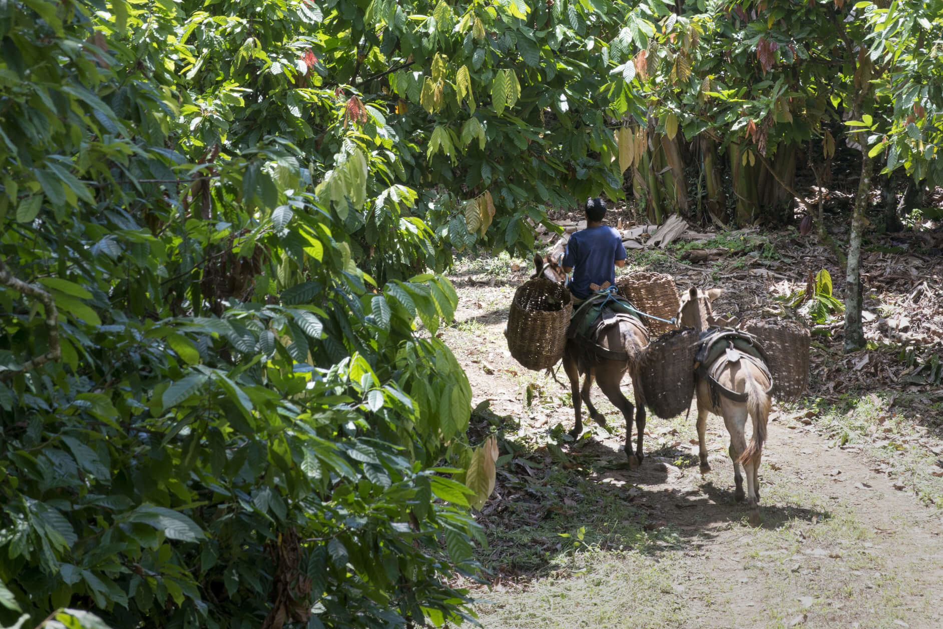 Plantation Riachuelo