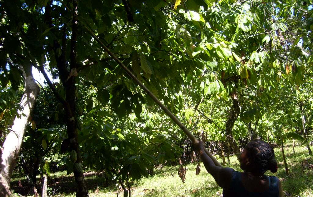 Récolte des cabosses à la Plantation Mangaro