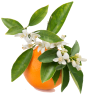 Eau de Fleur d'oranger Arôme alimentaire naturel professionnel
